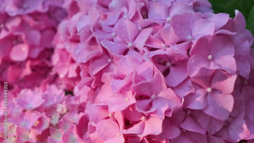 Beautiful hydrangea pink flowers on the summer meadow. Close up. 4k video. Shift focus. Nature concept Beautiful hydrangea pink flowers on the summer meadow. Close up. 4k video. Shift focus. Nature concept