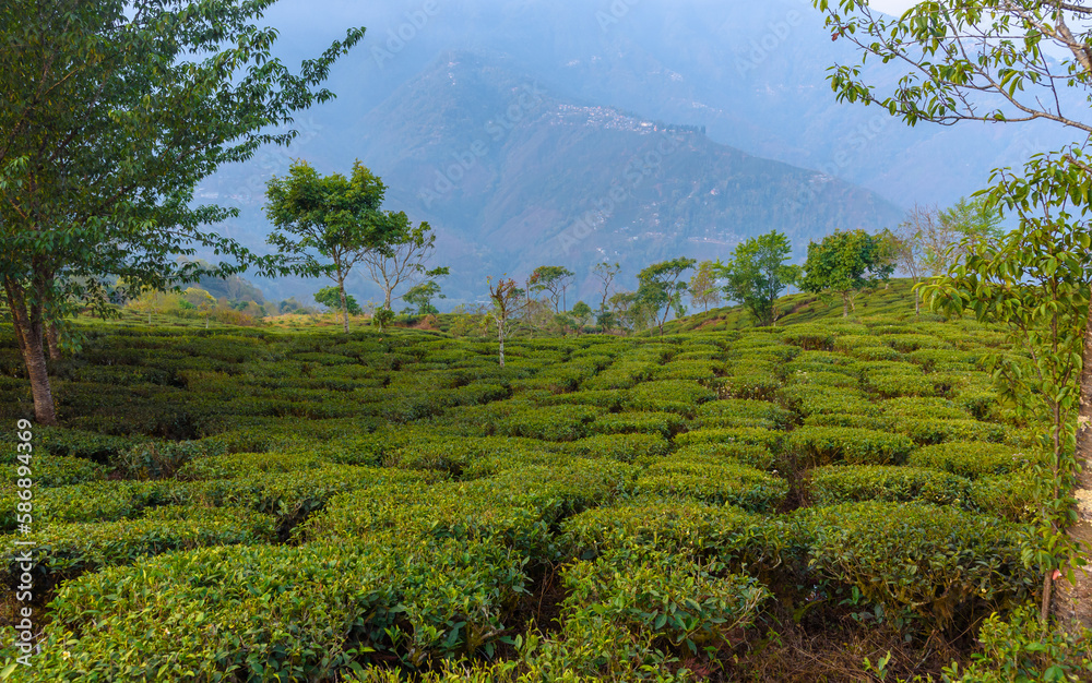 Landscape view of Tea Estate in India.