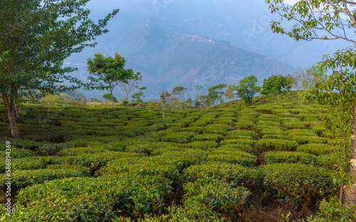 Landscape view of Tea Estate in India. photo
