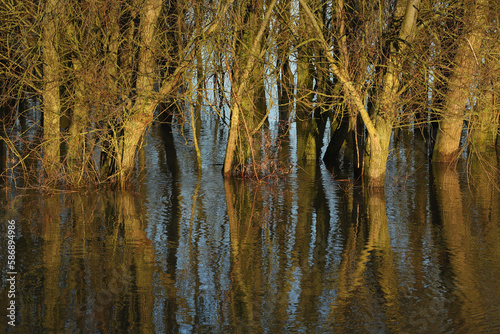 A close-up of Willows on a piece of land flooded by the river IJssel, The Netherlands 