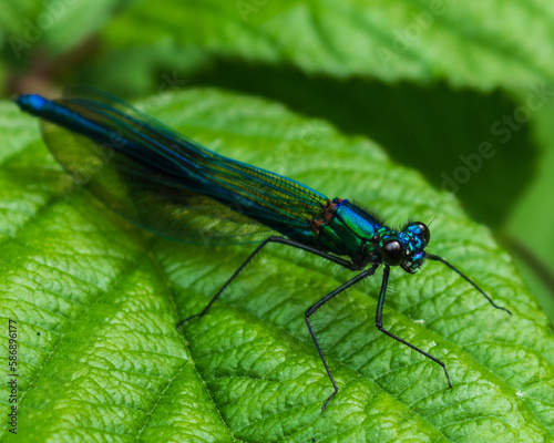 Fotografia The iridescent colours and folded wings of a damselfly which is often mistaken f
