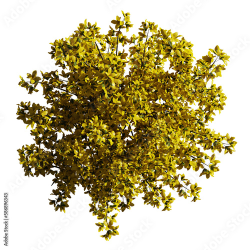 Forsythia, ornamental deciduous shrub from above, isolated on transparent background