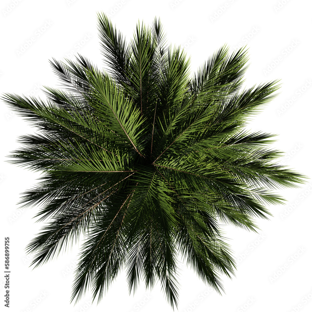 palm tree from above, isolated on transparent background