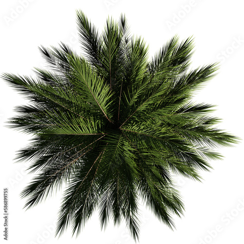 palm tree from above  isolated on transparent background