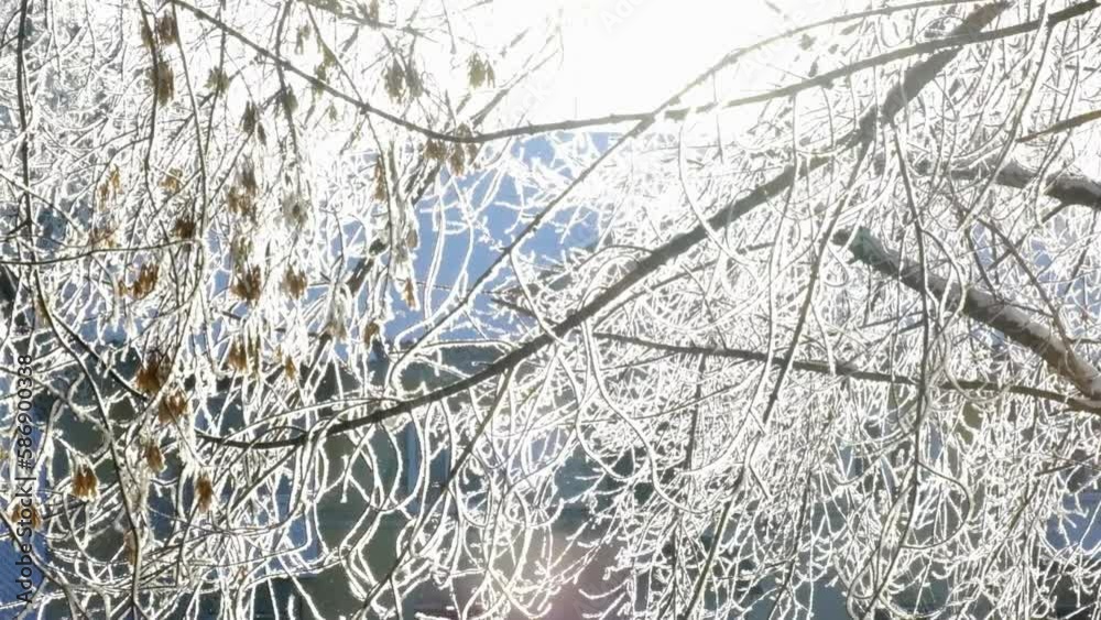 A calm, frozen winter scene. Sunset light. Amazing fairy nature background. Frozen branches tree A calm, frozen winter scene. Sunset light. Amazing fairy nature background. Frozen branches tree