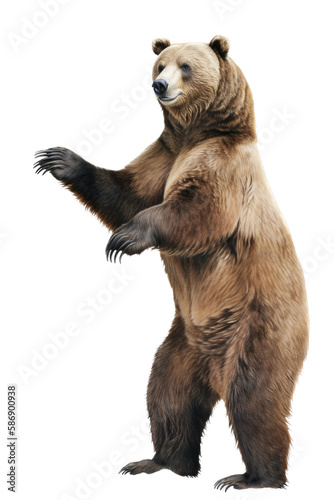 an isolated grizzly bear standing up on hind legs, front-view portrait, North American, photorealistic illustration on a transparent background in PNG. Ursus arctos horribilis. Generative AI