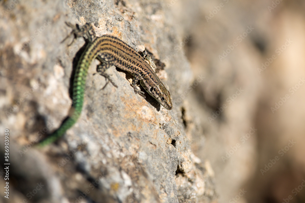 Lagartija Podarcis hispanicus tomando el sol en una roca Lagartija Podarcis hispanicus tomando el sol en una roca