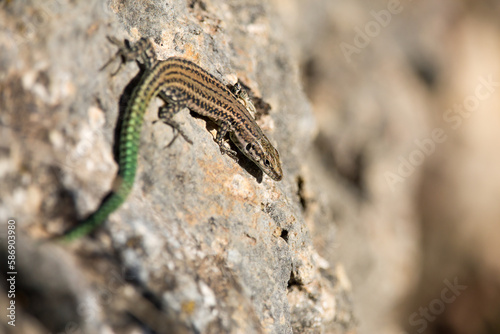 Lagartija Podarcis hispanicus tomando el sol en una roca