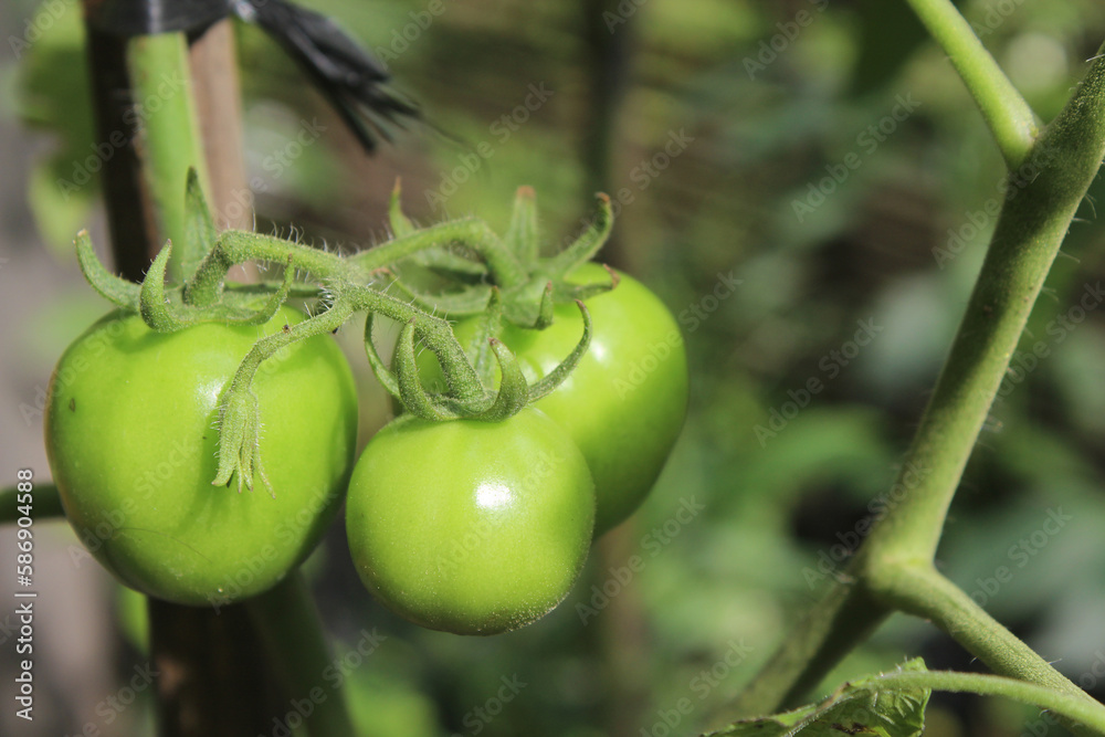 some green tomatoes on a tree that are still unripe
