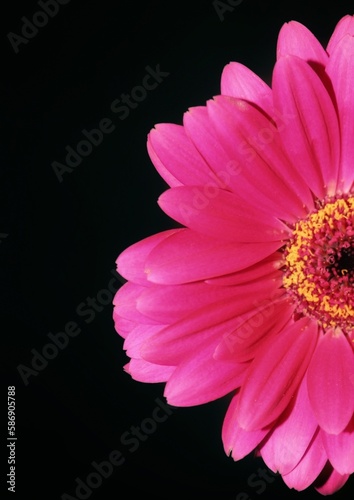 pink gerber daisy