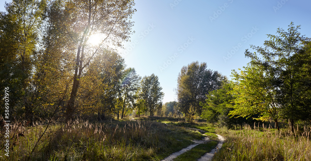 Panoramic photo of road in forest against the sky and meadows. Beautiful landscape of trees and blue sky background