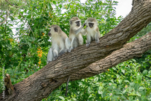 Three monkeys are sitting in a row on the branch of a shady tree. One monkey is grooming the other.