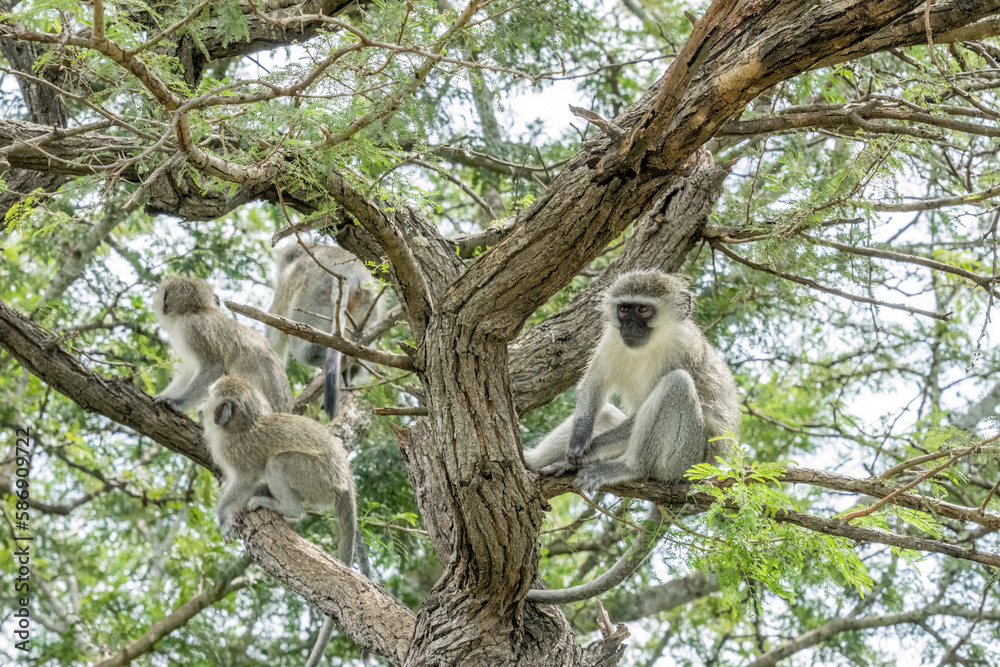 A small group of vervet monkeys are sitting on the branches of a thorn tree.