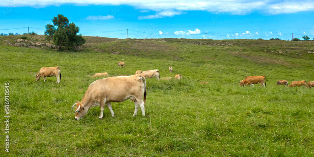 Casina Cows, Oyambre Natural Park, Cantabria, Spain, Europe