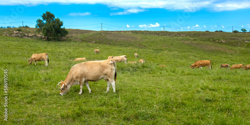 Casina Cows  Oyambre Natural Park  Cantabria  Spain  Europe