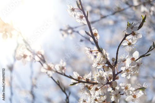 Fototapeta Naklejka Na Ścianę i Meble -  White flowers of cherry blossom on cherry tree close up. Blossoming of white petals of cherry flower. Nature. Bright floral scene with natural lighting. Spring concept Wallpaper background for