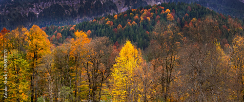 Autumn Mixed Forest View from Park of Linderhof Palace, Bavarian Alps, Oberammergau, Bavaria, Germany, Europe