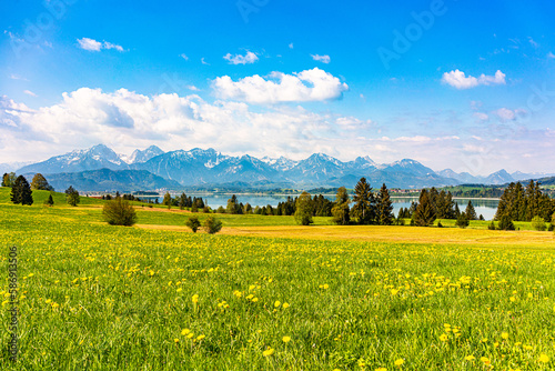 Löwenzahnwiese am Forggensee mit Bergen im Hintergrund 