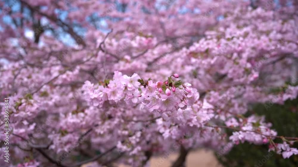 Almond flower. Allergy insect macro video. Green grass. Bumblebee garden action. Beautiful blossom and organic fur flight. Ecology life concept. Almond flower. Allergy insect macro video. Green grass. Bumblebee garden action. Beautiful blossom and organic fur flight. Ecology life concept.