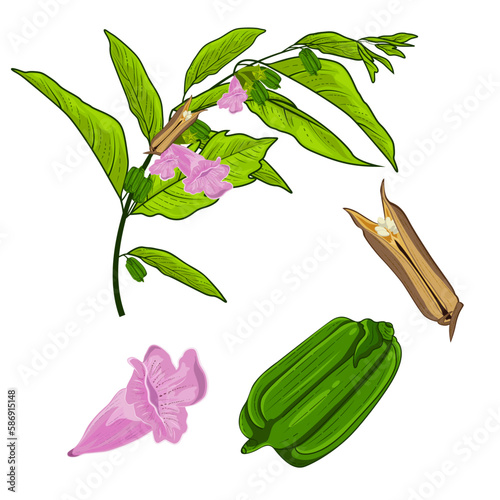 Seasame plant, bud and seasame flower vector illustration with green leaves