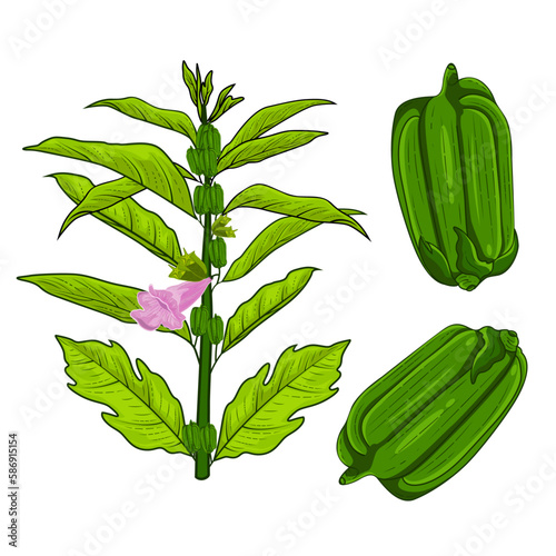 Seasame plant, bud and seasame flower vector illustration with green leaves set