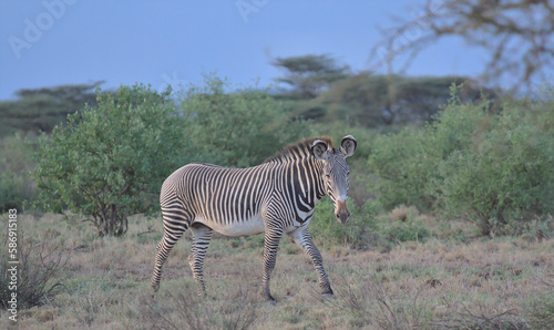 a single male grevy s zebra walking alertly in the wild savannah of buffalo springs national reserve  kenya