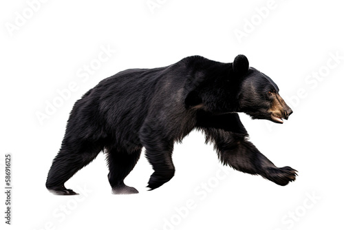 an isolated black bear running and walking, side-view portrait, North American, mountain-themed photorealistic illustration on a transparent background in PNG. Ursus americanus. Generative AI