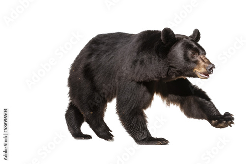 an isolated black bear running and walking, side-view portrait, North American, mountain-themed photorealistic illustration on a transparent background in PNG. Ursus americanus. Generative AI