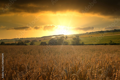 Sunset over a rye field with golden ears and cloudy sky. Wheat golden field