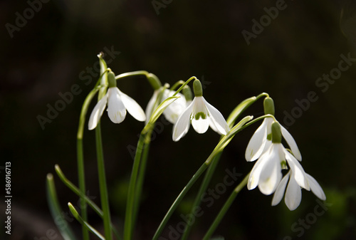 Snowdrop flowers at the beginning of spring