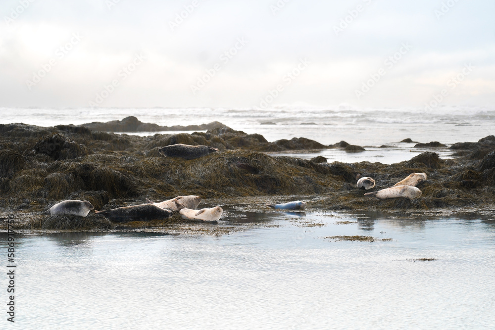 Ytri Tunga no sul da Península de Snaefellsnes é um dos melhores lugares para ver focas