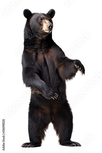An isolated black bear standing on its hind legs spring illustration, png , transparent background, generative ai, vertical, horizontal 