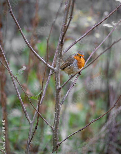 Robin red breast sat on a branch in a dead tree.