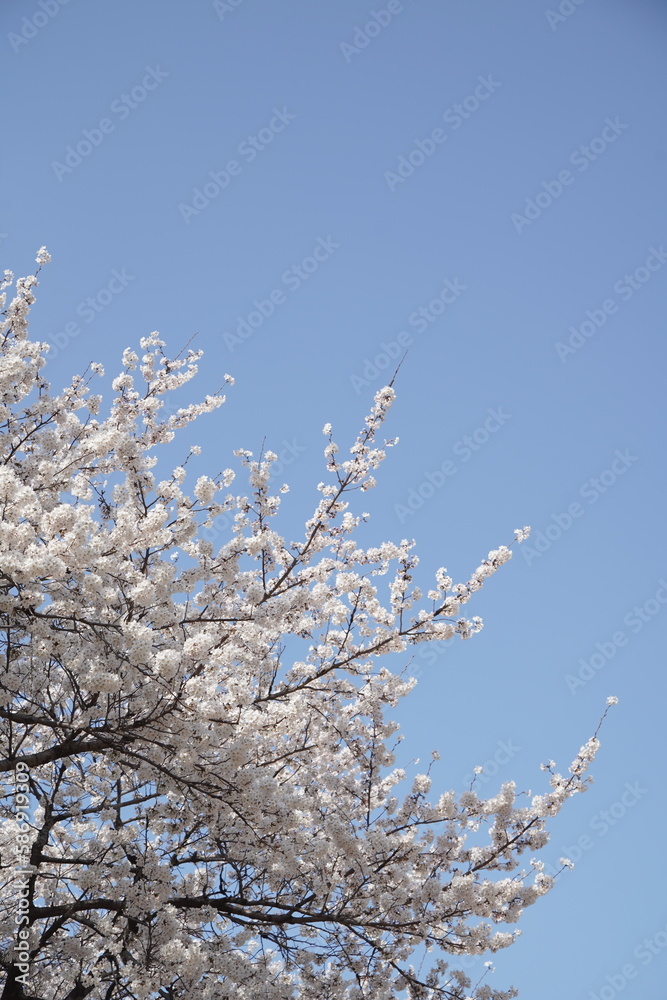 봄 서울 한강공원에서 벚꽃