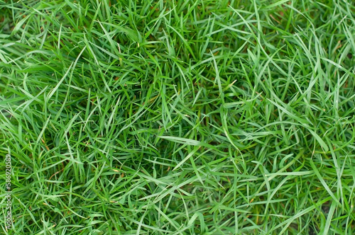 texture full screen green fresh grass