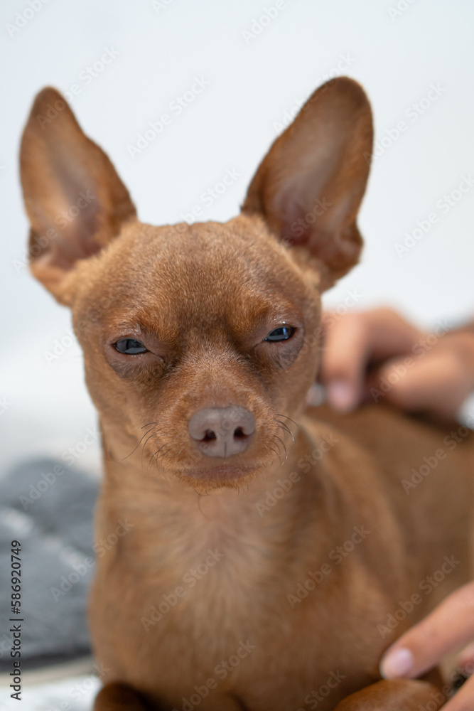 small brown dog in bed sleepy and wanting to sleep. small brown dog in bed sleepy and wanting to sleep.