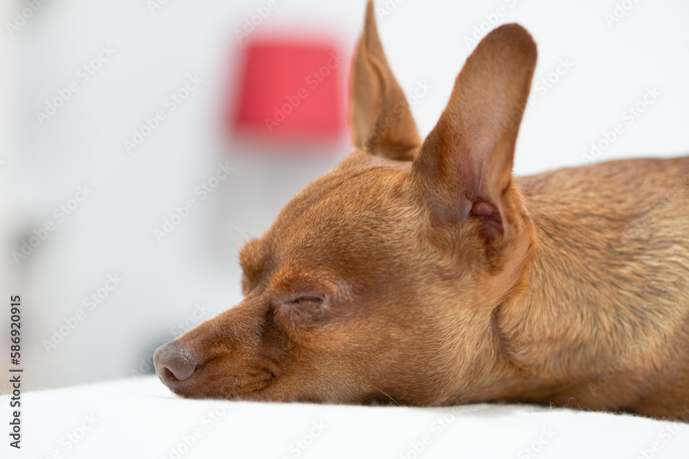 small brown dog in bed sleeping. Pets small brown dog in bed sleeping. Pets