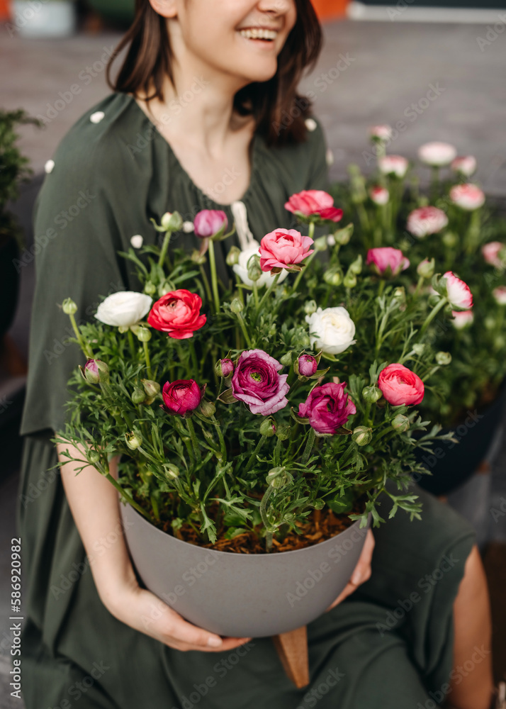 Woman at a flower shop holding a big flower pot with pink ranunculus flowers, closeup.