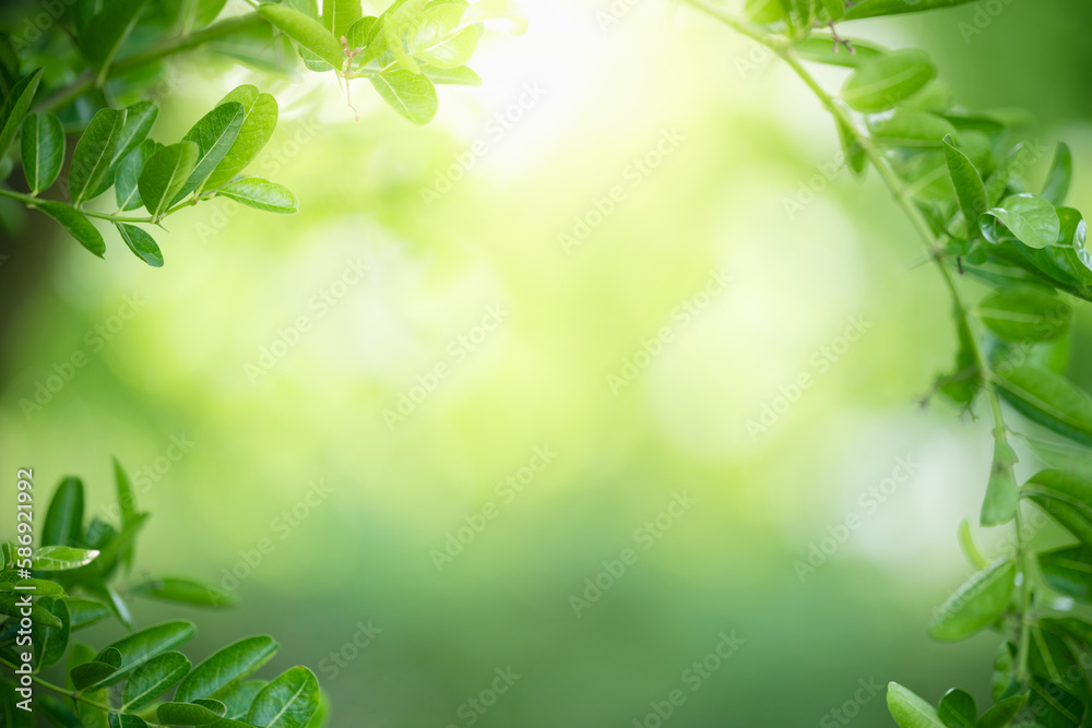 Natural green leaf texture with sun light use for nature background wallpaper cover page Natural green leaf texture with sun light use for nature background wallpaper cover page
