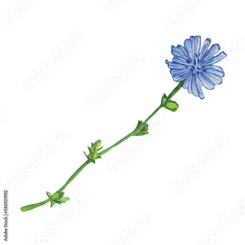 Blue wild flower. Watercolor hand-drawn painting illustration isolated on white background.
