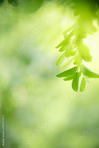 Natural green leaf texture with sun light use for nature background wallpaper cover page 