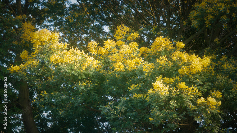 Flores amarillas en ramas de acacia Flores amarillas en ramas de acacia