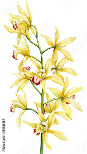 vanilla flower, exotic yellow orchid flowers on isolated white, botanical painting, watercolor illustration, tropical flora