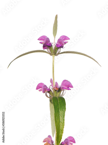 Purple flower of wild Iranian Jerusalem sage plant isolated on white. Phlomis herba-venti