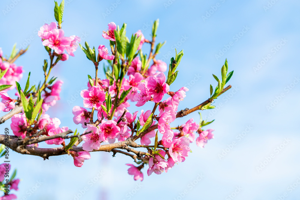 Blossoming peach tree branches, the background blurred. Close up of a peach blossom. Beautiful Pink Peach Blossoms in a Garden. toned Blossoming peach tree branches, the background blurred. Close up of a peach blossom. Beautiful Pink Peach Blossoms in a Garden. toned