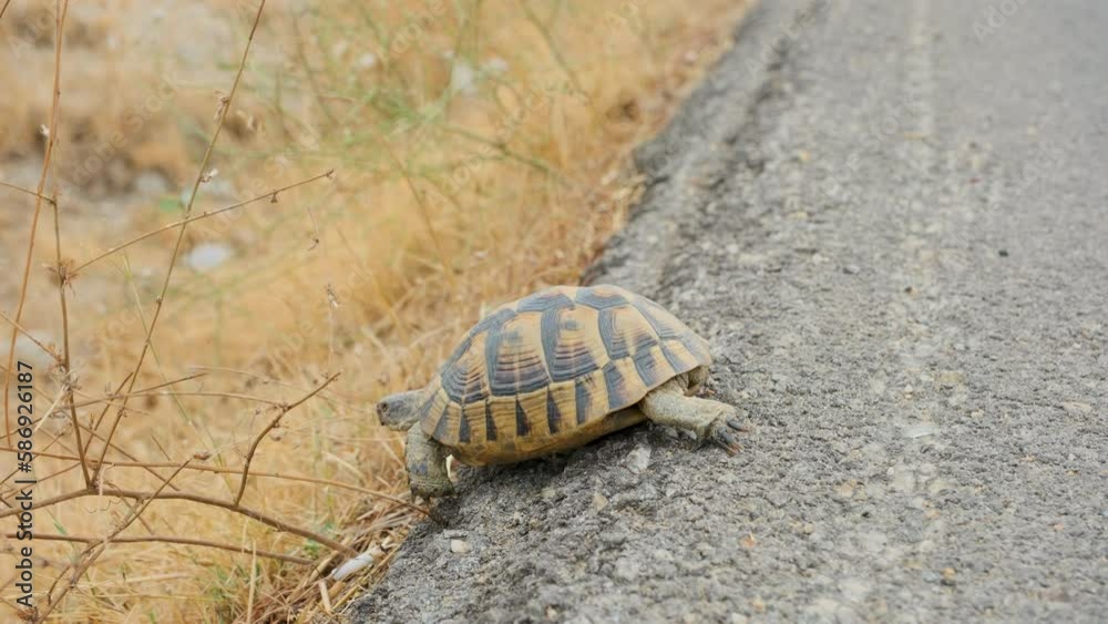 The tortoise is walking across the asphalt road.