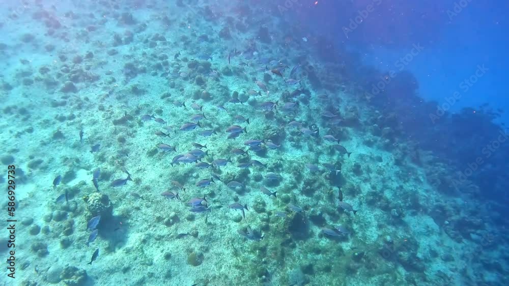 A school of Bermuda Chub swimming in the deep water rock and coral ree A school of Bermuda Chub swimming in the deep water rock and coral ree