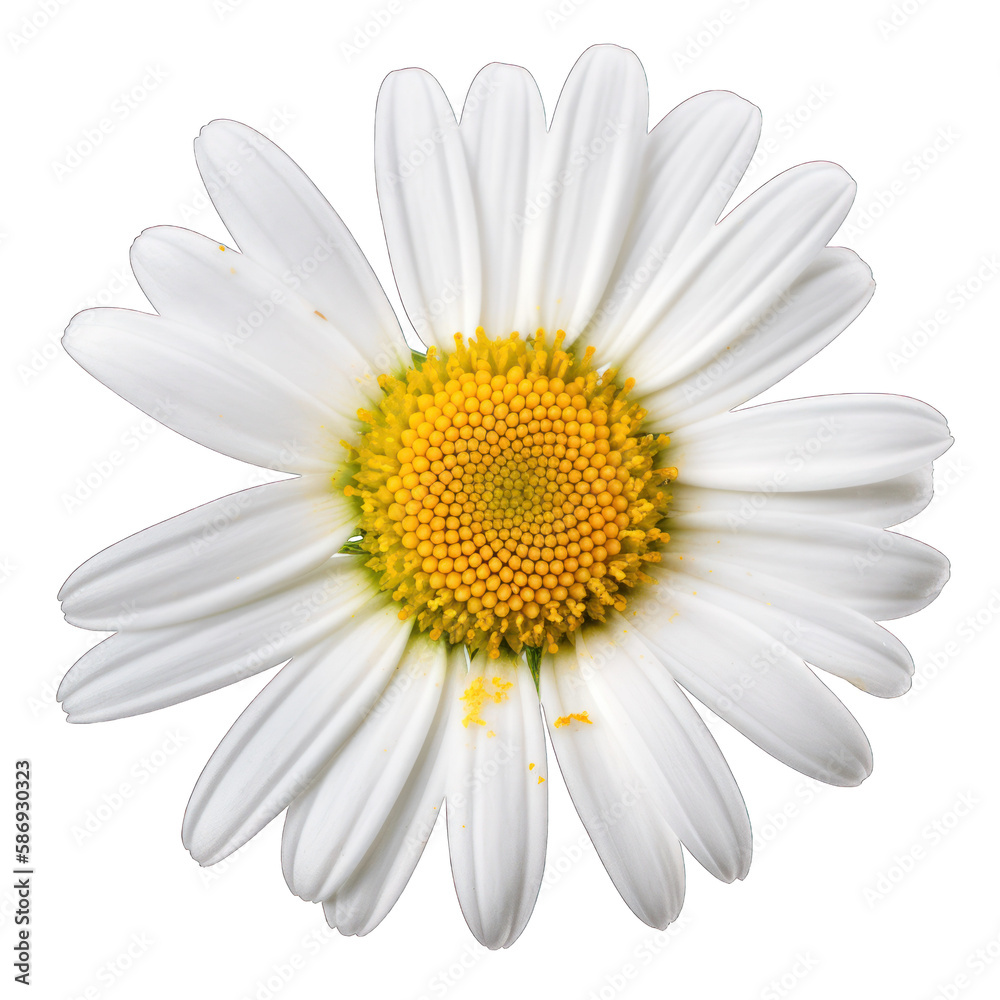 Chamomile daisy flower isolated on white background. Transparent cutout png. Generative AI
