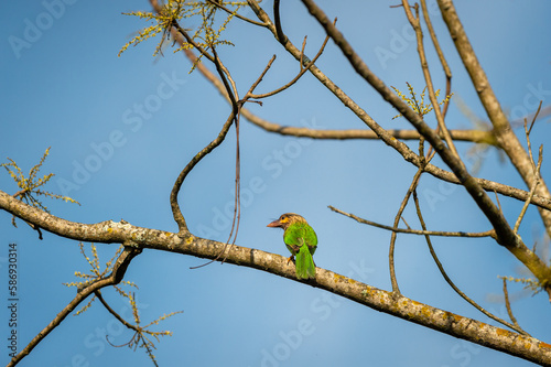 brown headed barbet or Asian barbet or Psilopogon zeylanicus bird perched in natural blue sky background terai forest pilibhit national park or tiger reserve uttar pradesh india photo