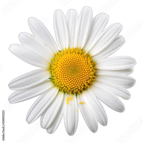 Chamomile daisy flower isolated on white background. Transparent cutout png. Generative AI